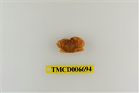 藏品(光輝圓扇蟹)的圖片
